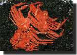 kani